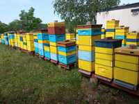 Pszczoły ramka wielkopolska i  warszawska poszerzane