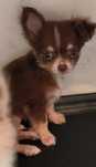 Piesek chihuahua