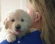Golden retriever suczka ZkwP/FCI