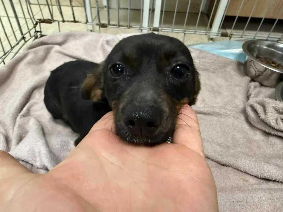 Mikro sunia Pierniczka ślicznado pilnej adopcji