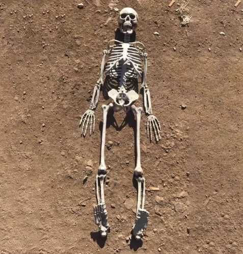 Большая модель скелета человека , скелет
