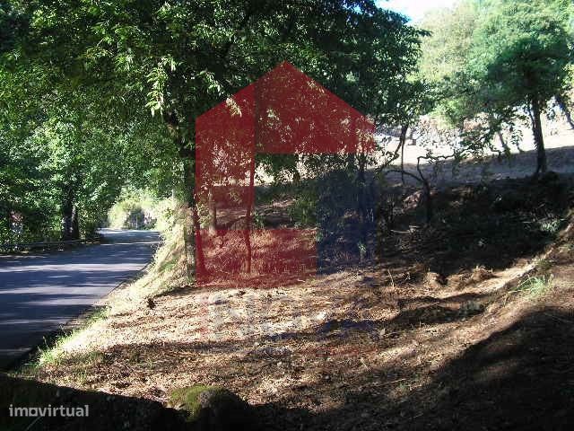 Terreno Florestal em Covas