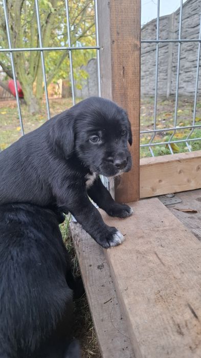 Pieski do oddania- za darmo