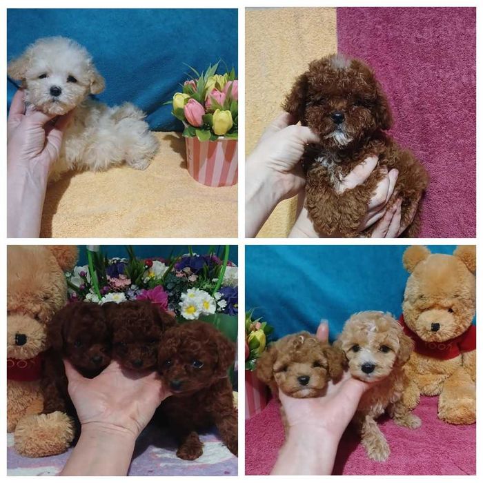 Мальтипу малыши и той пуделя мини мишки.Доставка.