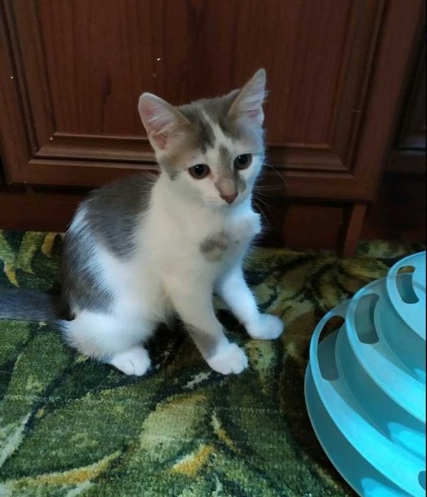 Безкоштовно в добрі руки