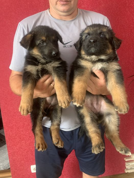 Продам цуценят Німецької вівчарки