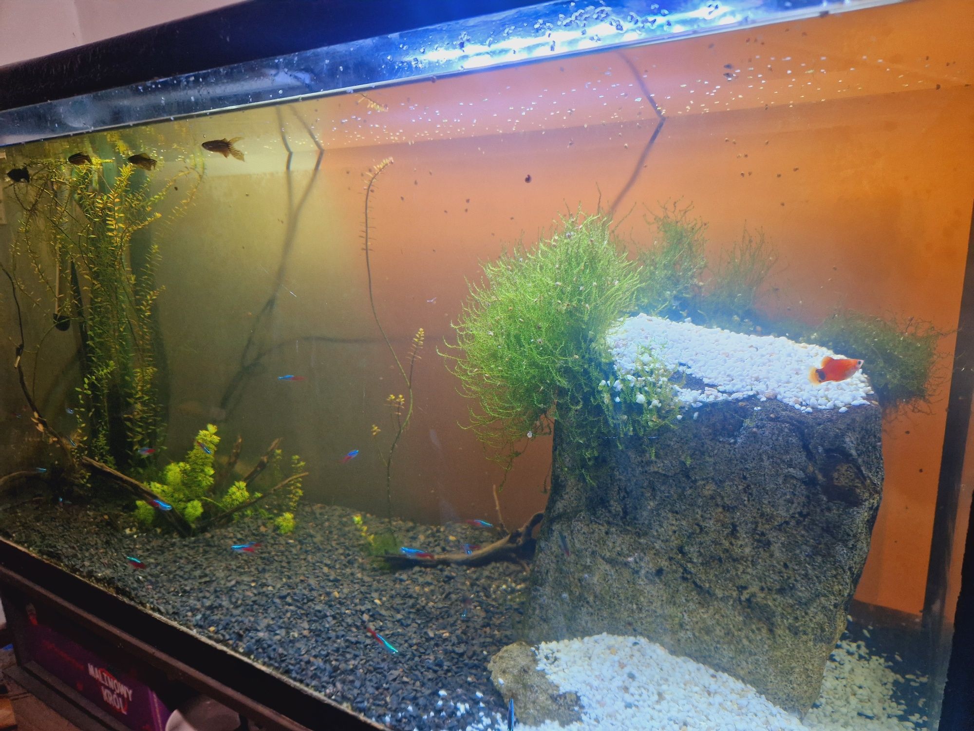 Akwarium 200l z obsadą lub bez