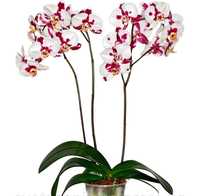 Орхідея фаленопсис сорт Bayamo 1,7