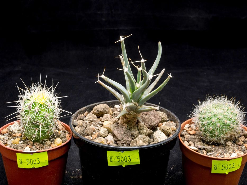 Kaktusy zestaw 3szt.(Leuchtenbergia, Thelocactus, Aylostera)