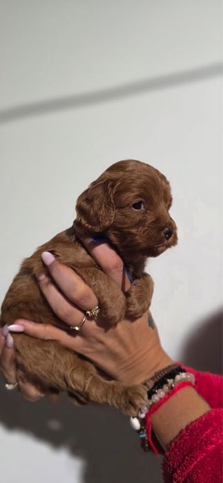 Cavapoo bardzo ciemny chlopiec szkolenie badania wyprawka rodowód