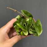 Hoja Carnosa Compacta Green Ogrzewacz w cenie