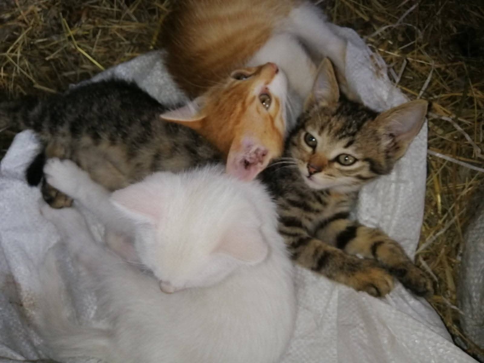 Кошенята шукають люблячих господарів
