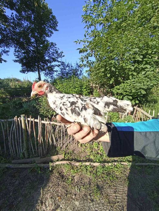 Продам півників  породи Бентам