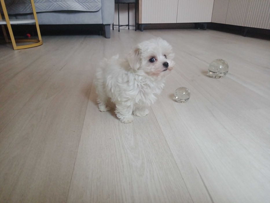 Śliczny maltańczyk