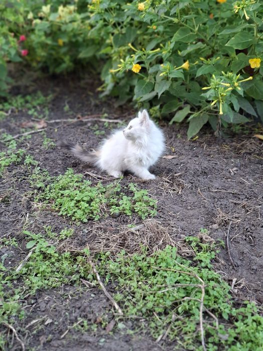 Отдам котёнка в добрые руки