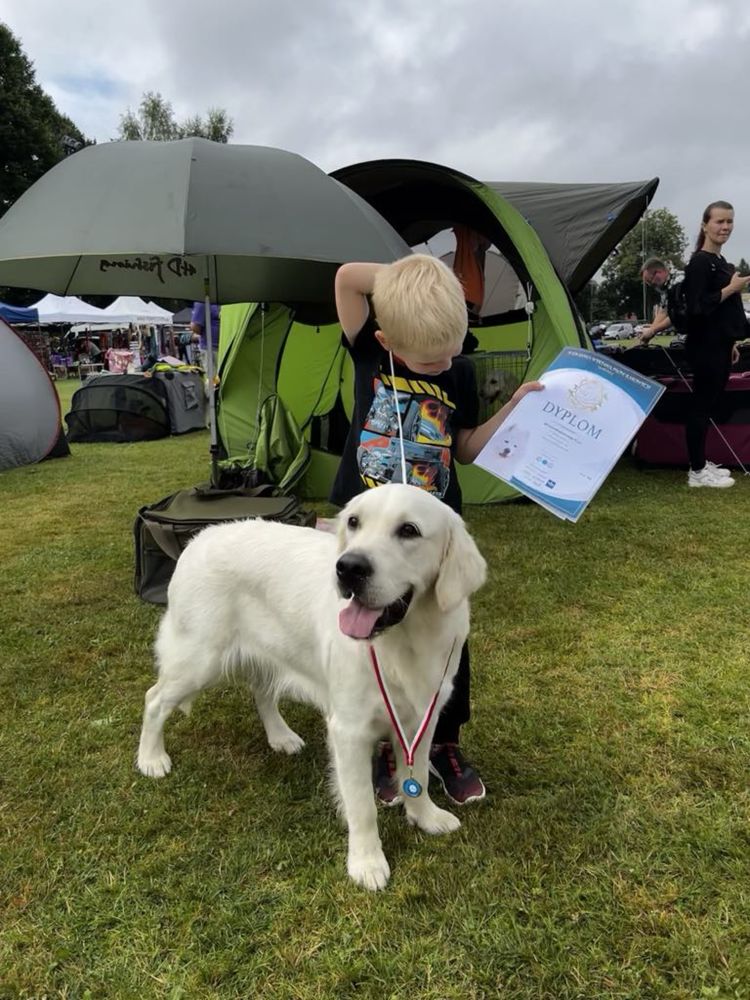 Golden Retriever piesek FCI zkwp