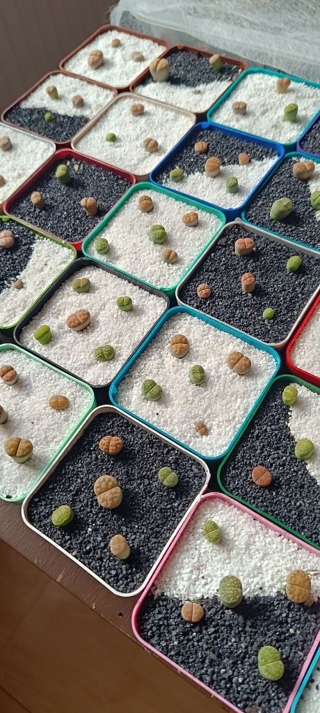 Літопси Lithops литопси