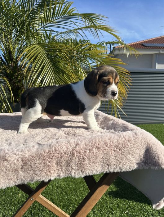 Beagle menino fantastico