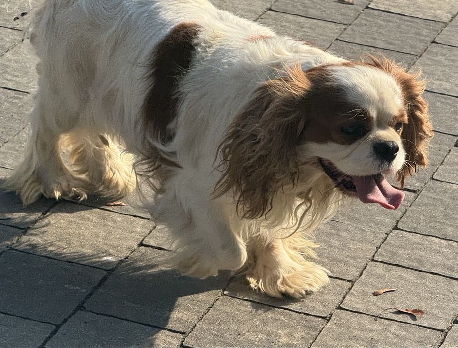 Cavalier king charles spaniel piesek z rodowodem