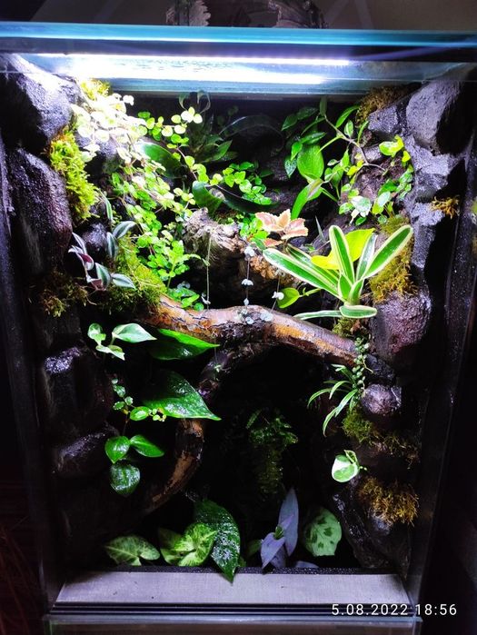 Terrarium tropikalne gekon orzesiony