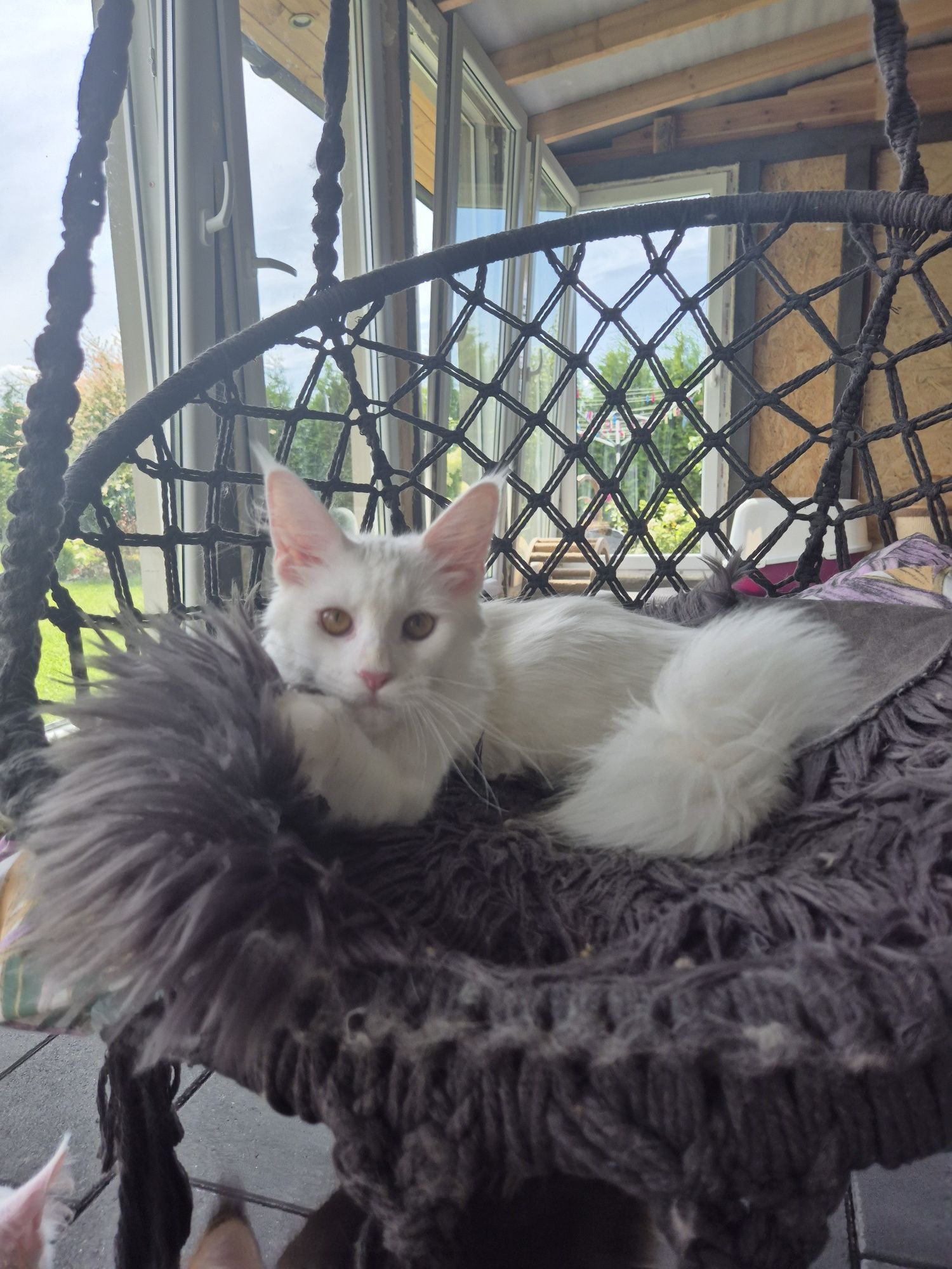 Kotka Maine Coon