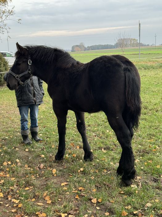 Ogierek kary 6mcy PKZ