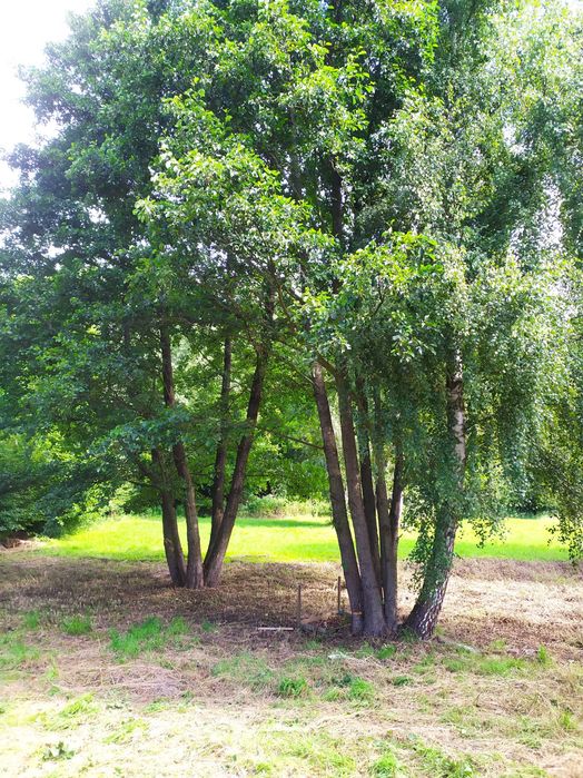 Drewno na opał sprzedam.