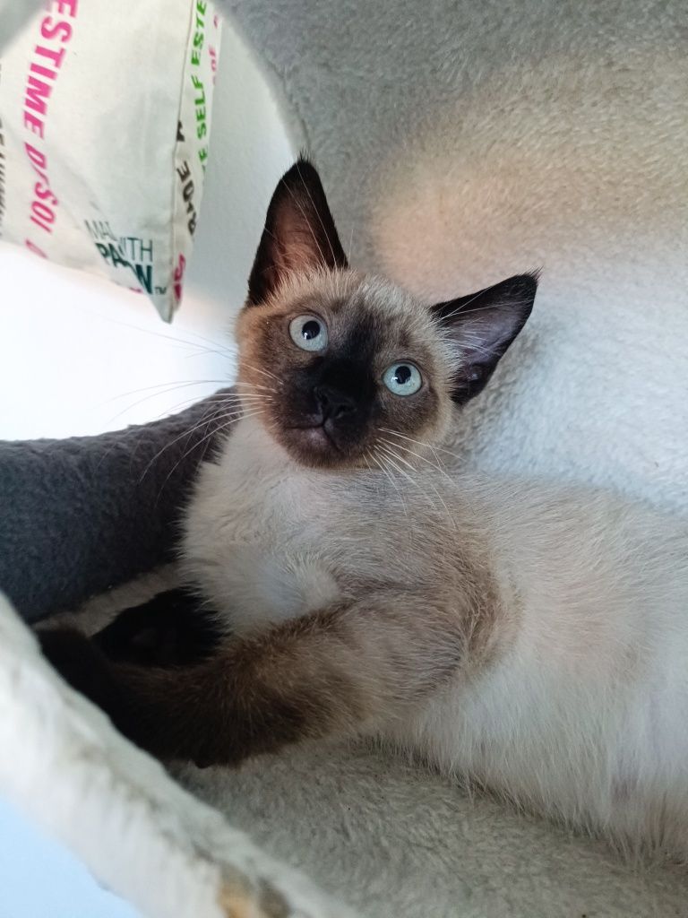 Gatinha para adoção em Viseu (cidade)