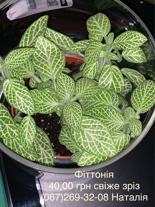 Фіттонія види Фіттонія