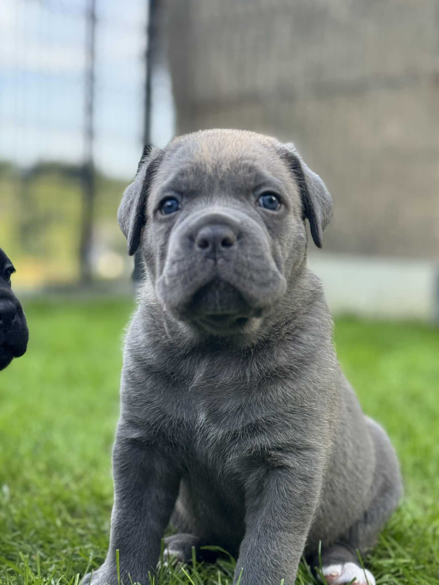 Cane Corso szara suczka FCI/ZKwP