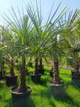 Palma Szorstkowiec Trachycarpus Fortunei mrozoodporna Palma