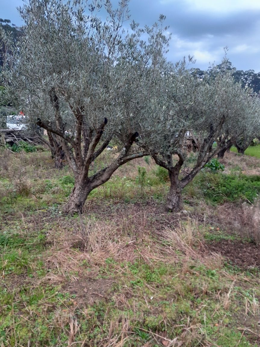Oliveiras centenarias