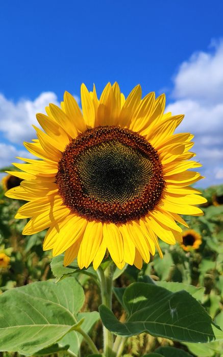 Słonecznik ozdobny nasiona tayio