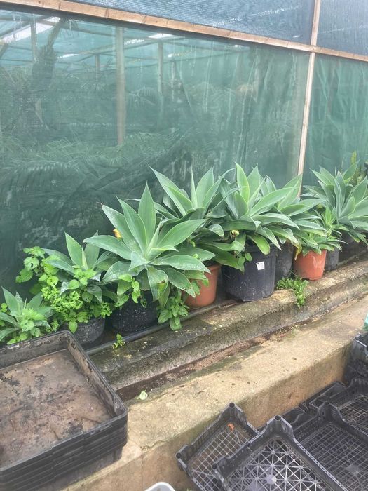 Agave atenuata (Agave Atenuatta)