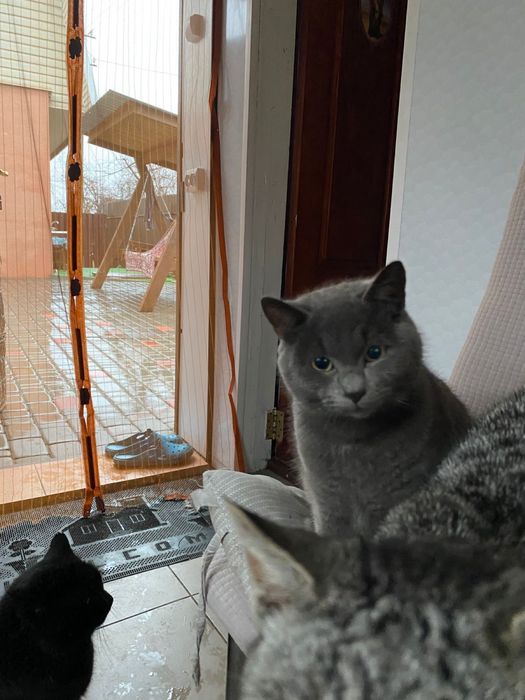 Віддам котенят в добрі руки.