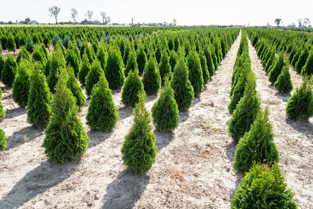Thuja 'Smaragd' PROMOCJA Tuja Żywotnik zachodni 'Smaragd'