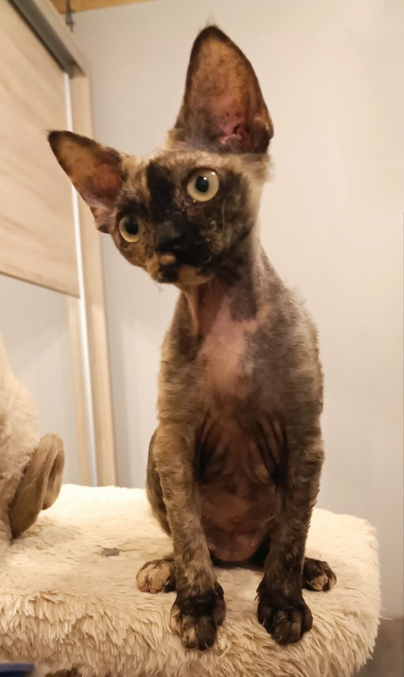 Szylkretowa kotka devon rex PZF