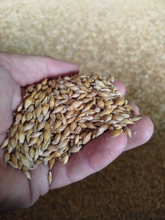 Jęczmień jary, paszowy, ekologiczny