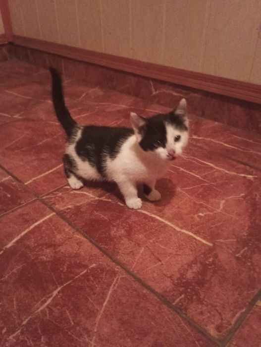 Oddam za darmo kotkę!