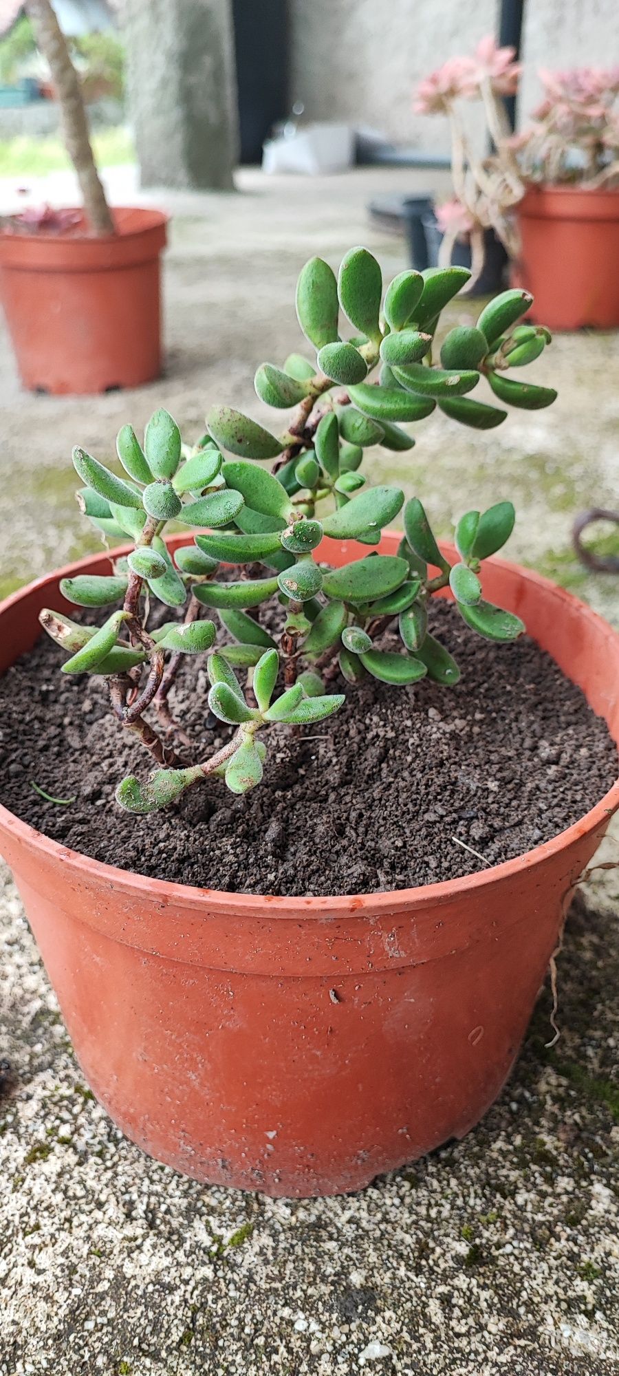 Planta suculenta