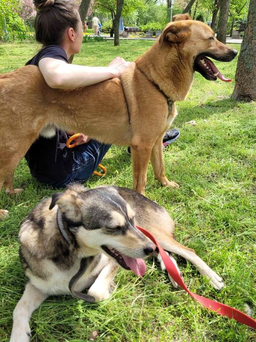 Отдам даром в добрые руки собаку метис овчарки