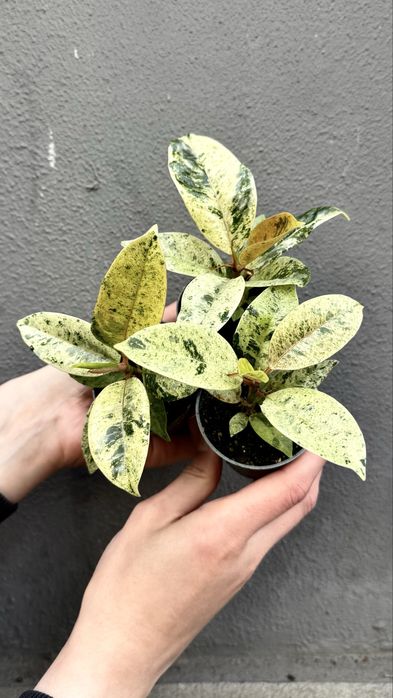 Ficus Shivereana Elastica Moonshine Фікус Мушнайн Еластіка