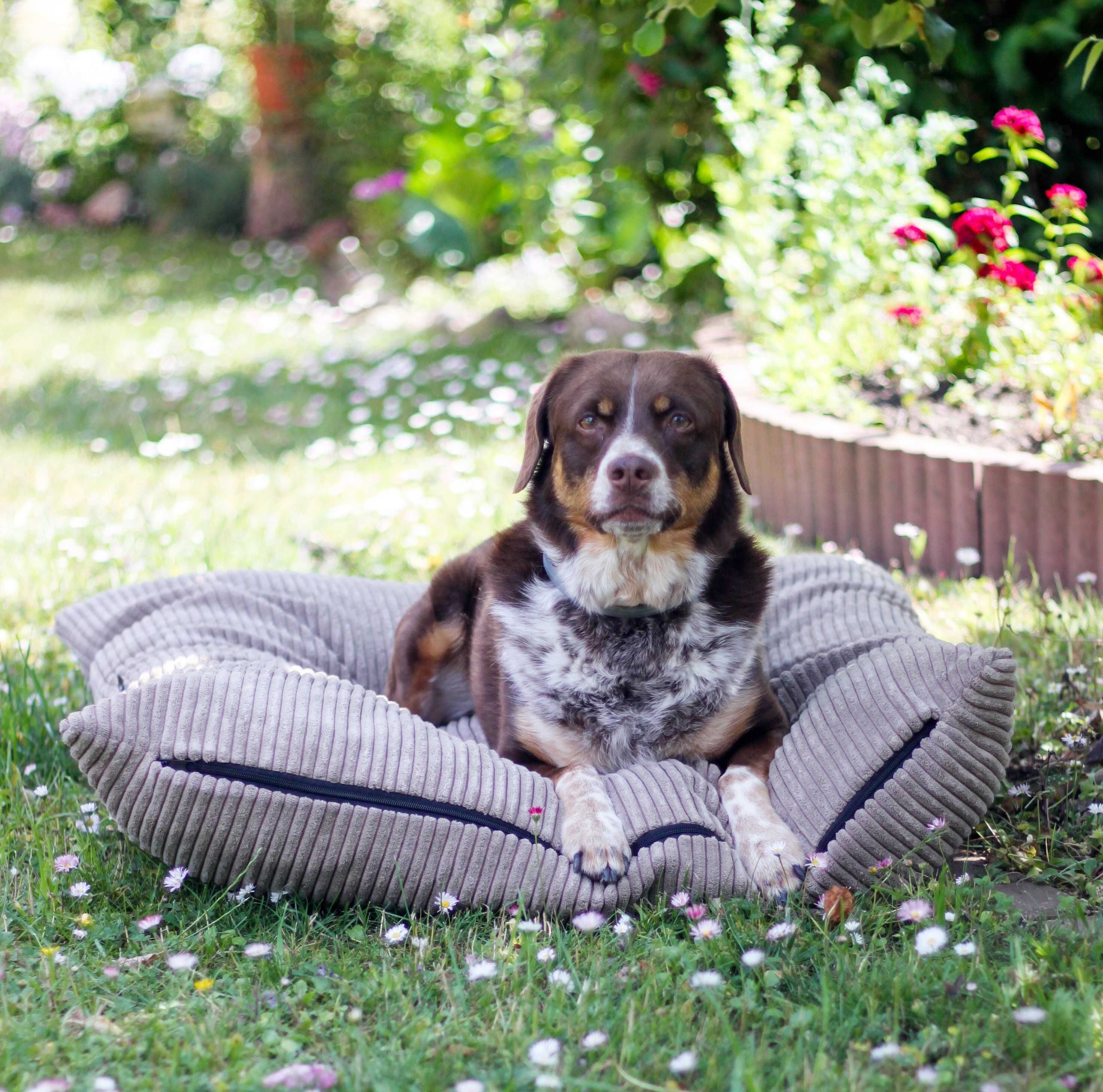 Legowisko poduszka dla psa MOLLY (80x60 cm, Beż)