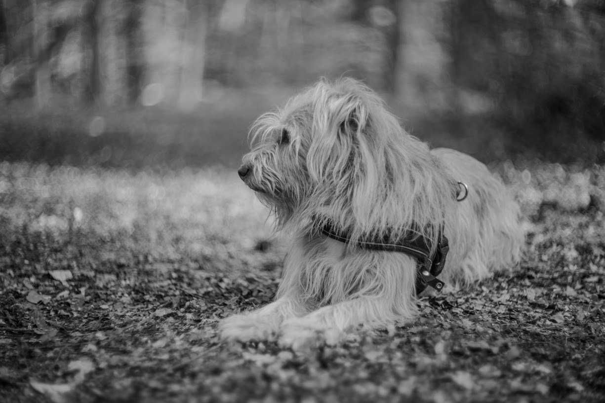 Carl Zeiss Jena 75mm f1.5 Biotar