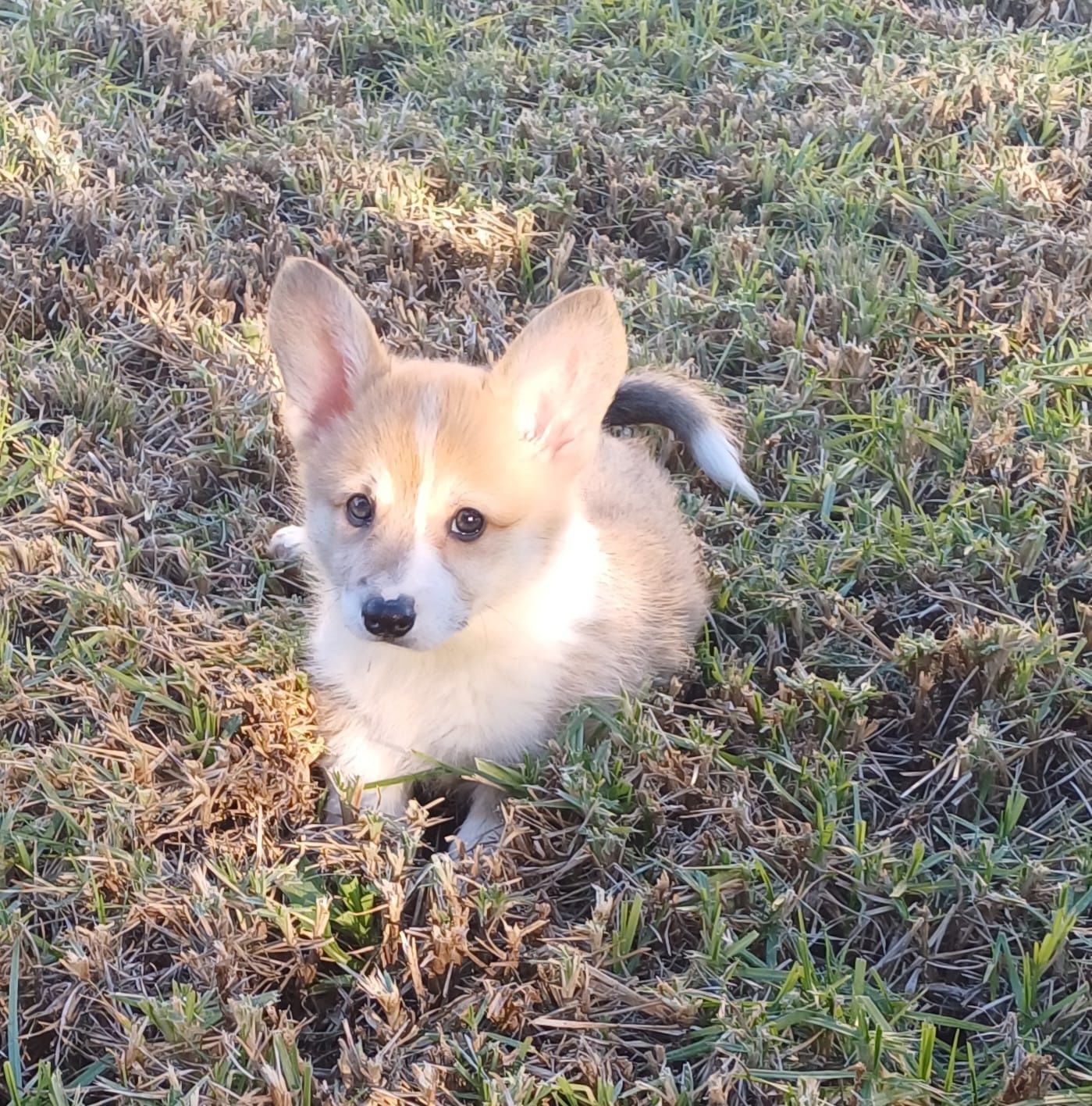 Welh Corgi Pembroke