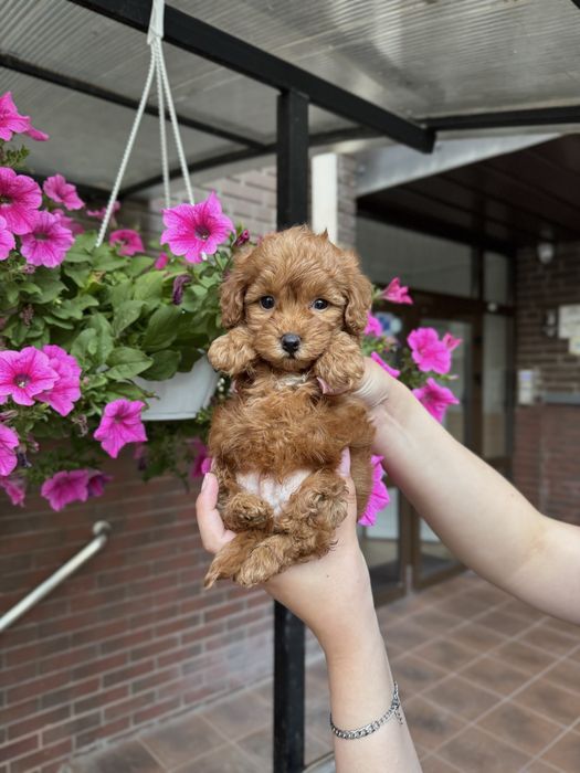 Мальтипу Ф1/Ф2 (мікро, міні, стандарт)