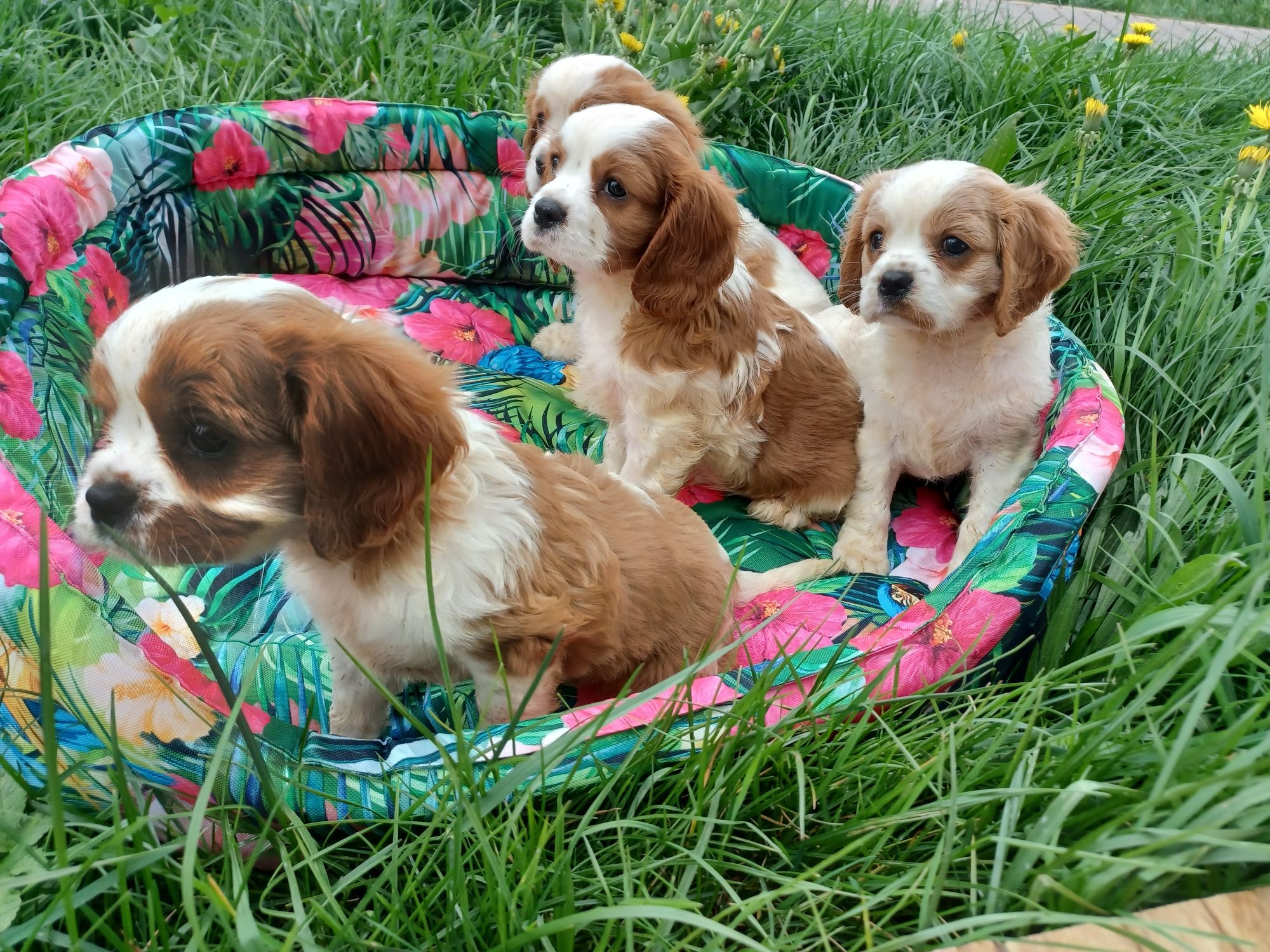 Cavalier King Charles Spaniel Śliczne Szczeniaczki Chłopcy