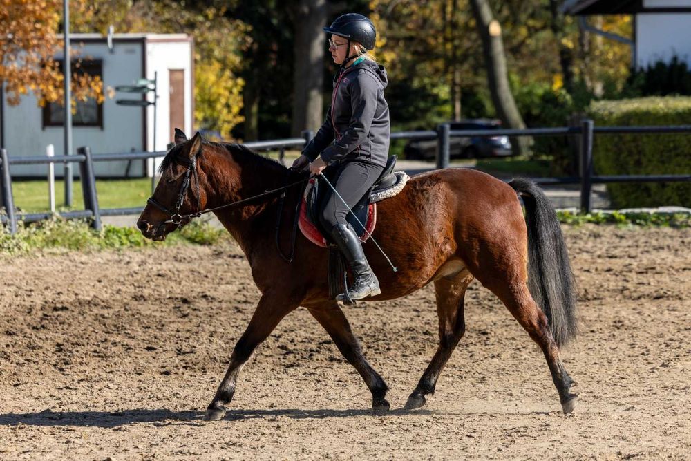 Bardzo grzeczny kucyk do rekreacji