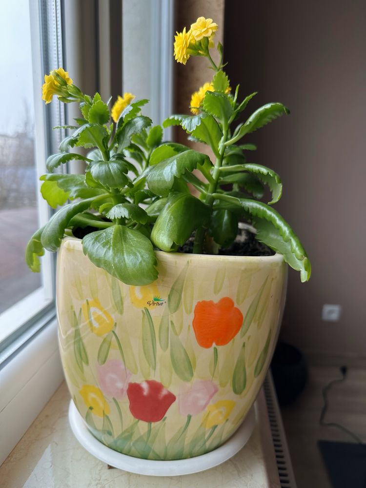 Каланхое декоративний