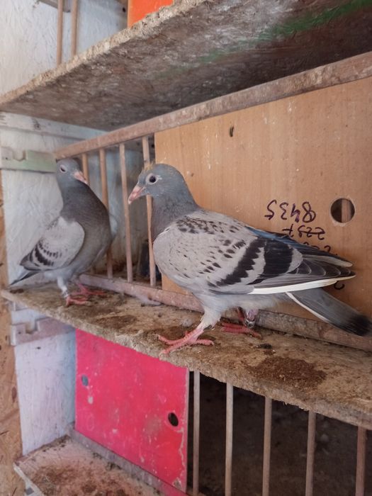 Gołębie pocztowe młode